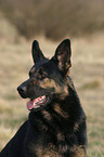 Portrait of a German Shepherd