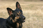 Portrait of a German Shepherd