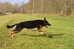 running German Shepherd