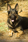 German Shepherd