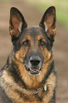 german shepherd