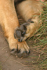 paws of a german shepherd