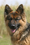 German Shepherd Portrait