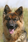 German Shepherd Portrait