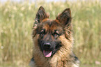 German Shepherd Portrait