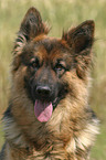 German Shepherd Portrait