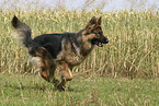 running german shepherd