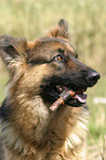 German Shepherd Portrait