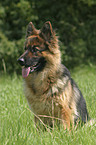 sitting german shepherd