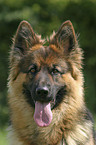 German Shepherd Portrait