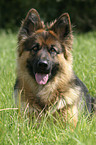 lying german shepherd