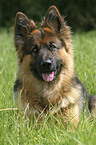 lying german shepherd