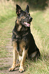 German Shepherd