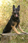 German Shepherd