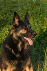 German Shepherd portrait