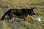 running German Shepherd