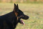 German Shepherd portrait