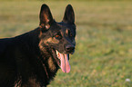 German Shepherd portrait