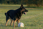 German Shepherd