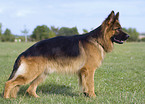 standing German Shepherd