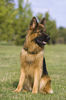 sitting German Shepherd