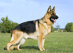 standing German Shepherd