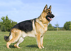 standing German Shepherd