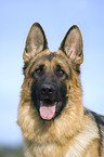 German Shepherd Portrait