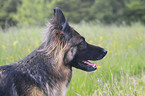 longhaired Shepherd