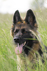 longhaired Shepherd