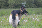 longhaired Shepherd