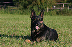 lying german shepherd