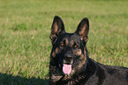 german shepherd