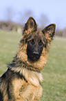 german shepherd portrait