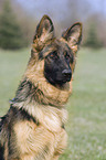 german shepherd portrait