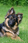 German Shepherd