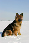 German Shepherd in snow