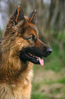 German Shepherd Portrait