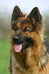 German Shepherd Portrait