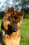 German Shepherd Portrait