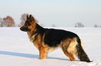 German Shepherd in snow