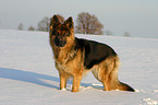 German Shepherd in snow