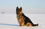 German Shepherd in snow