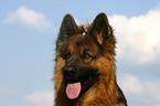 German Shepherd Portrait