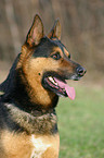 German Shepherd Portrait