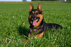 German Shepherd