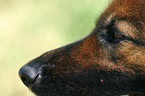 german shepherd profile