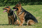 german shepherds