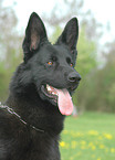 black german shepherd