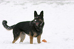 shepherd in snow